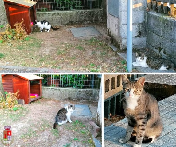 La colonia felina di via San Rocco